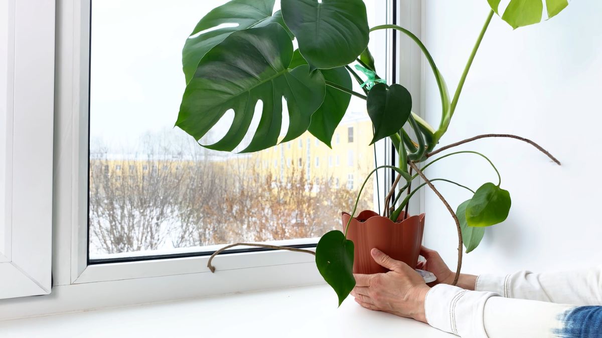 How to Help Your Houseplants Survive the Winter