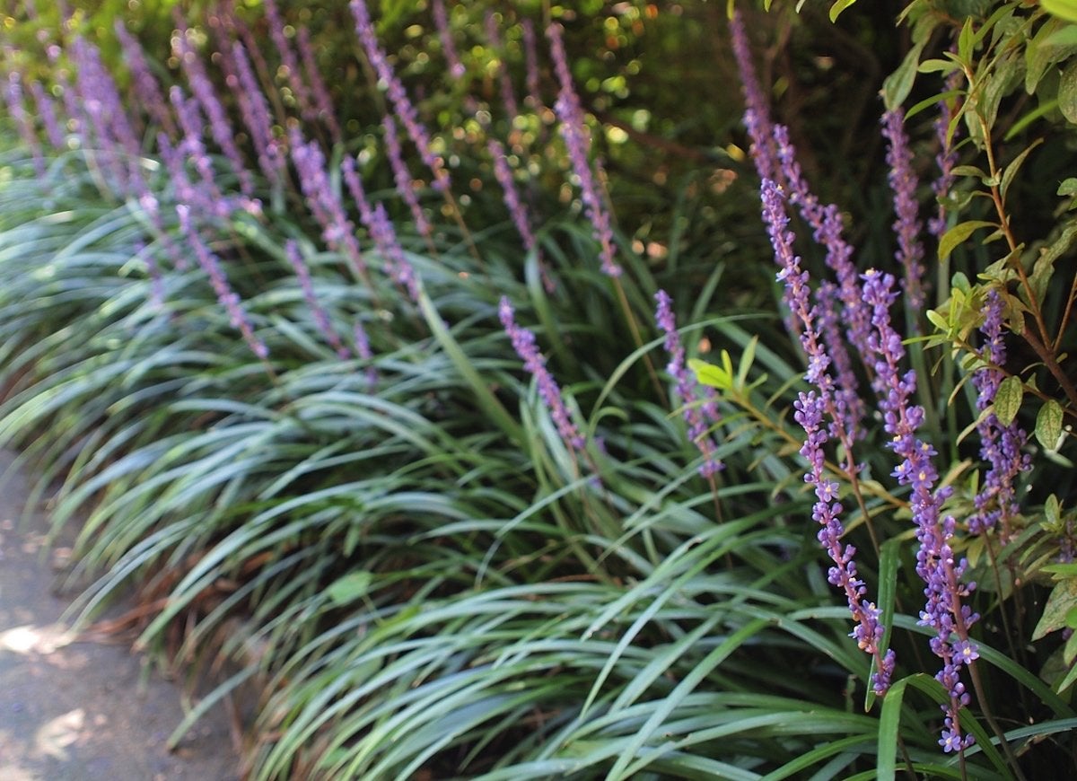 50 Plants That Thrive in Any Yard