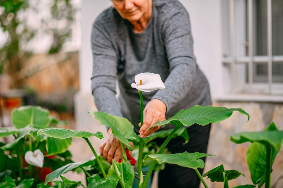 calla lily care - older woman pruning calla lily