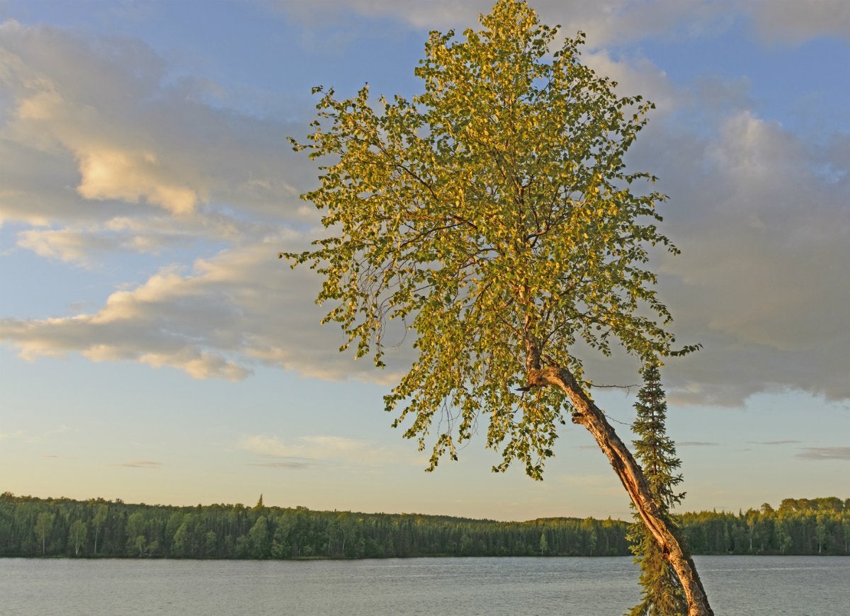 10 Trees That Spell Trouble for Your Yard