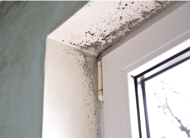 What’s the Difference? Mold vs. Mildew