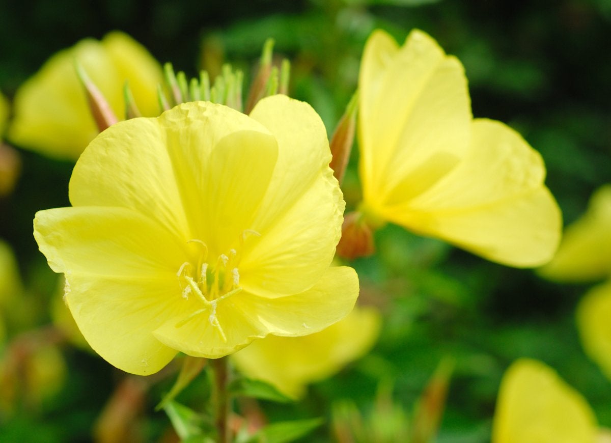 15 Fascinating Flowers That Bloom Only at Night