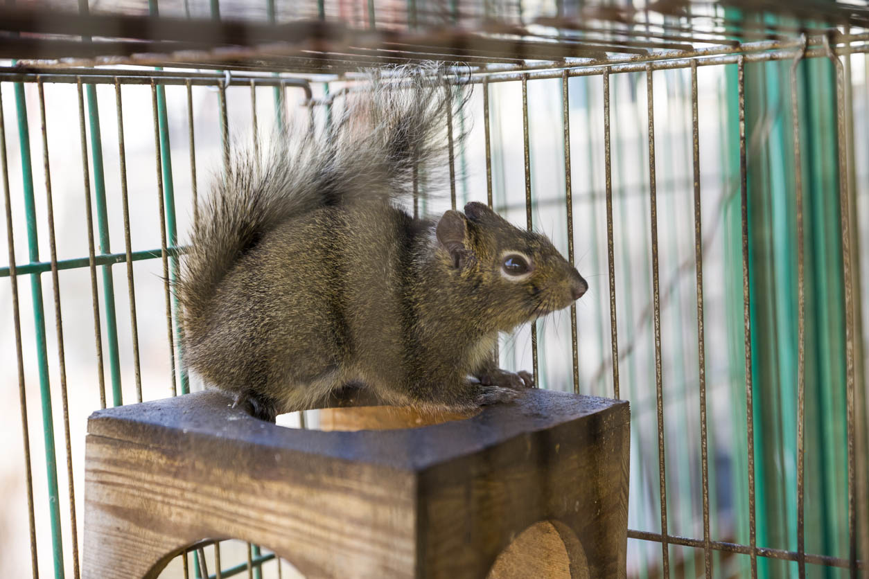 Squirrel Removal Cost