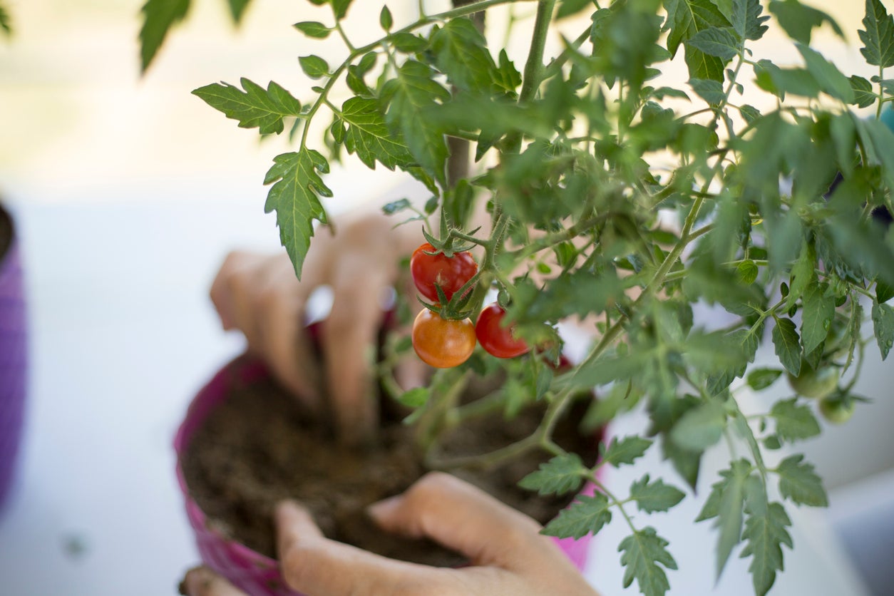 The 12-Inch Farm: 12 Foods You Can Easily Grow in Containers