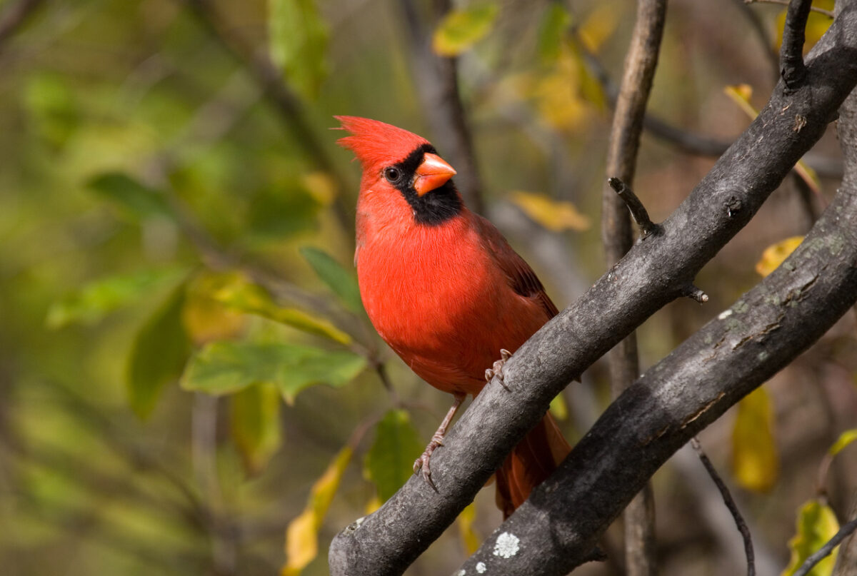 comment attirer les cardinaux