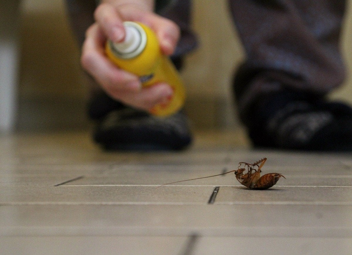 These 13 Pests Do the Most Damage to the Home