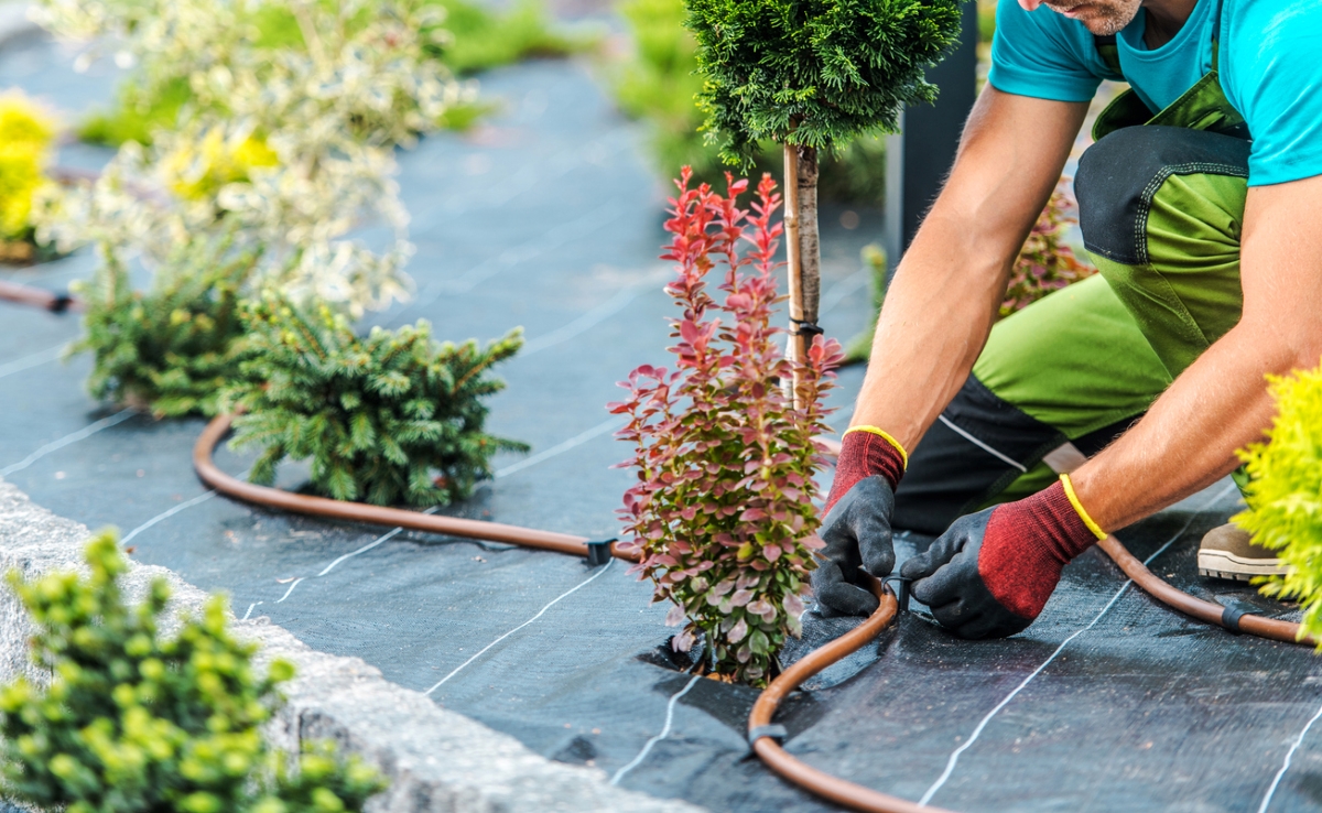 Man installing a drip irrigation system around a variety of plants in a landscape bed.