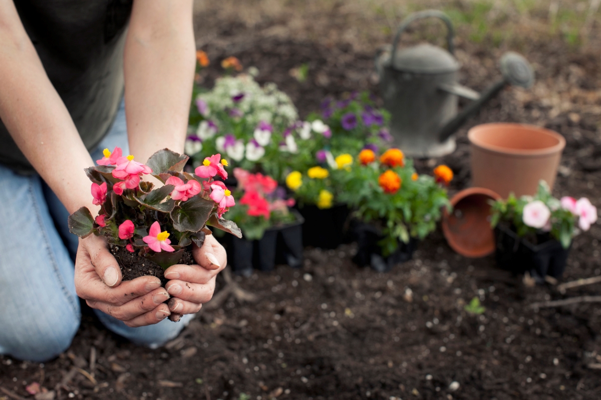 Person planting flowers in garden