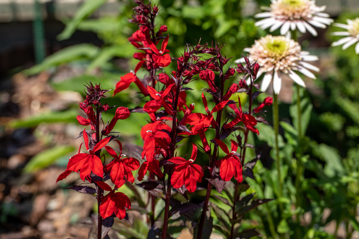 Cardinal Flower (Lobelia cardinalis) growing in front of green foliage.