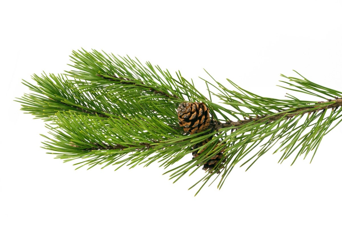 Pests That Might Be Lurking in Your Christmas Tree—and How to Get Rid of Them