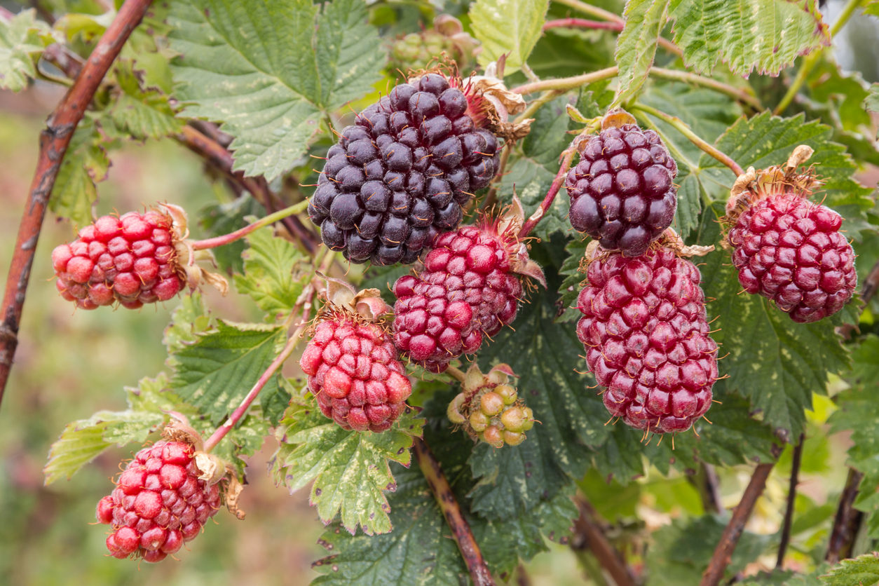 berry bushes