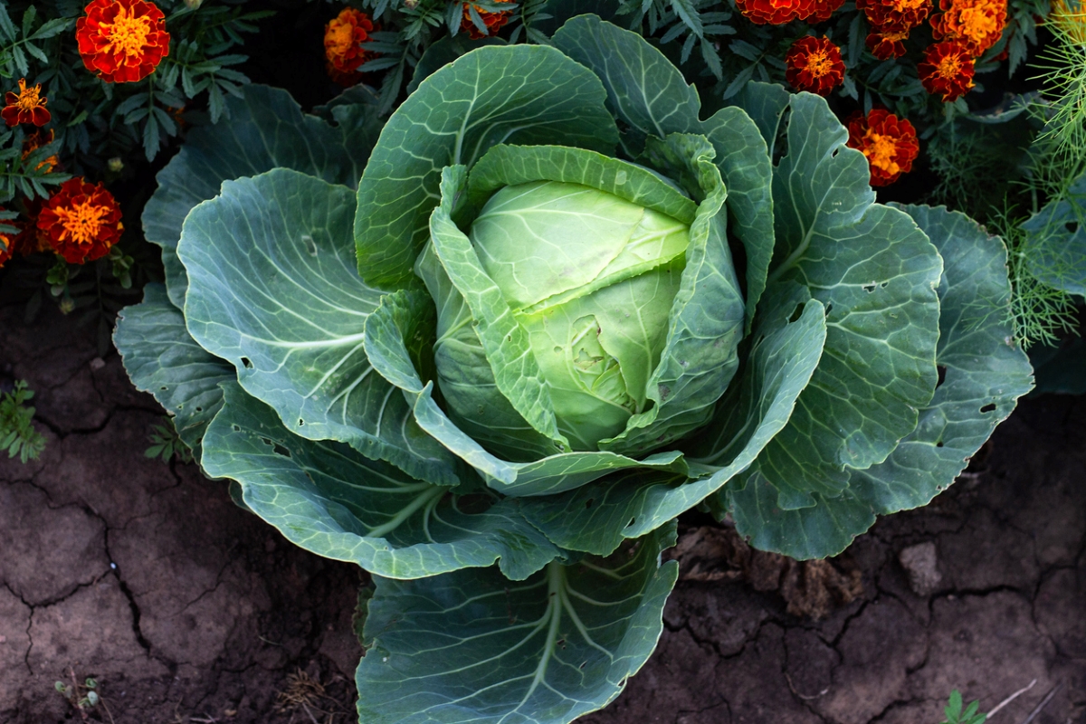 Spring cabbage in garden