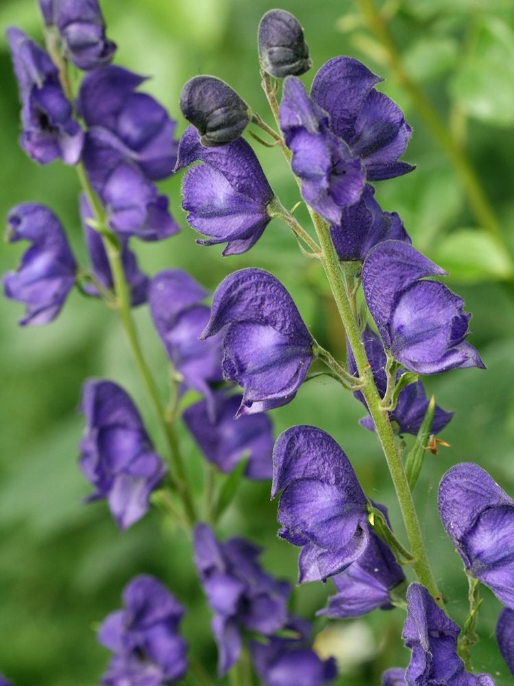 10 Pretty Plants You Didn’t Know Were Poisonous