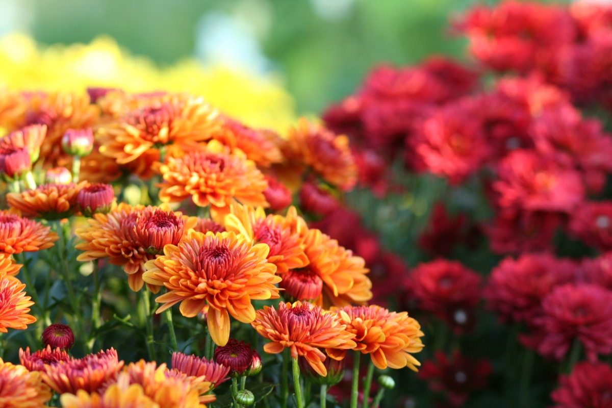 Close up of reddish orange flowers.