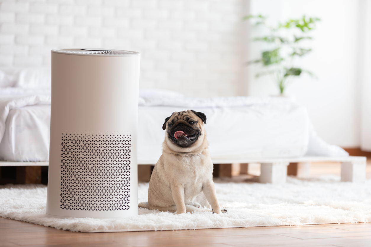 Dog Pug Breed and Air purifier in cozy white bed room for filter and cleaning removing dust PM2.5 HEPA in home,for fresh air and healthy life,Air Pollution Concept