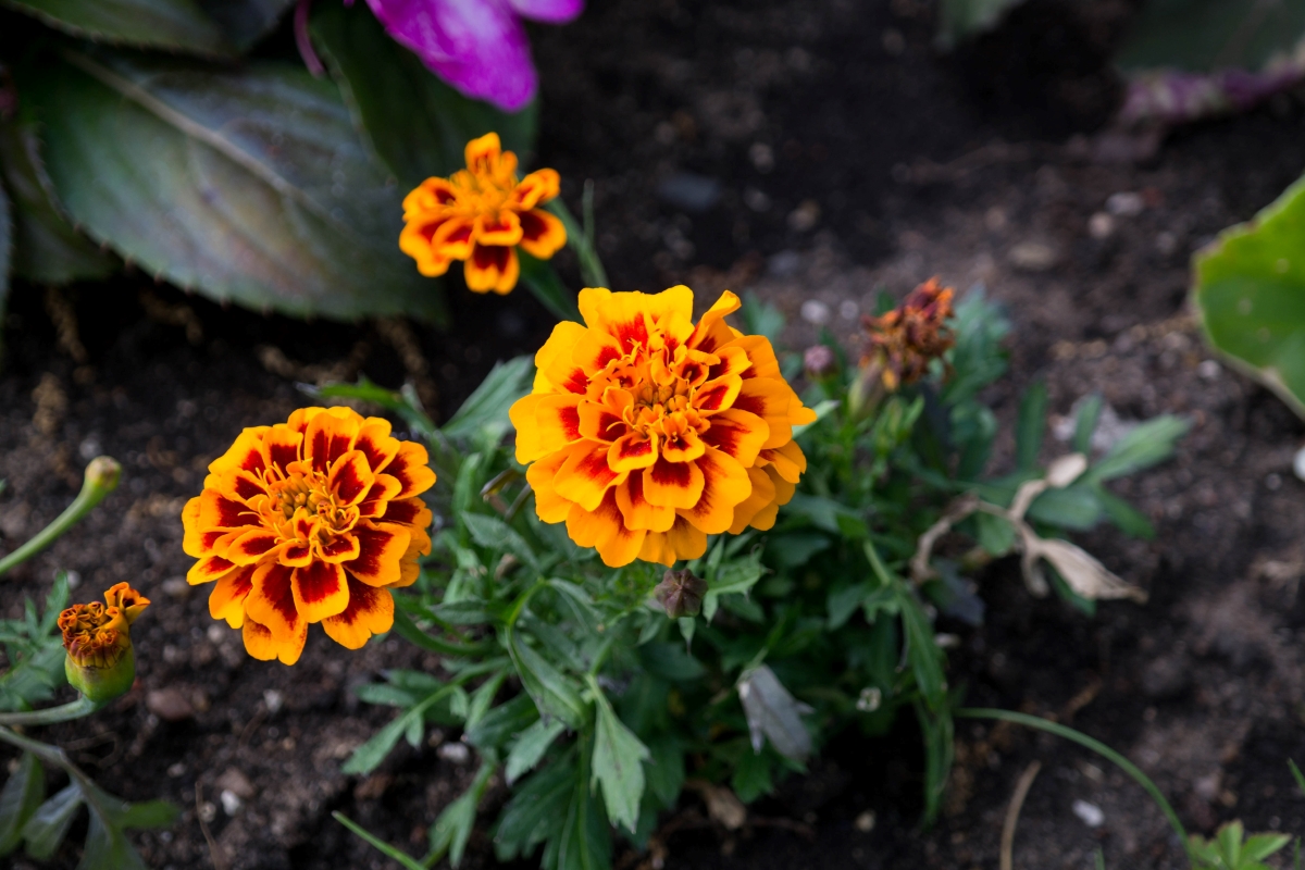 Orange marigold flowers growing in garden.