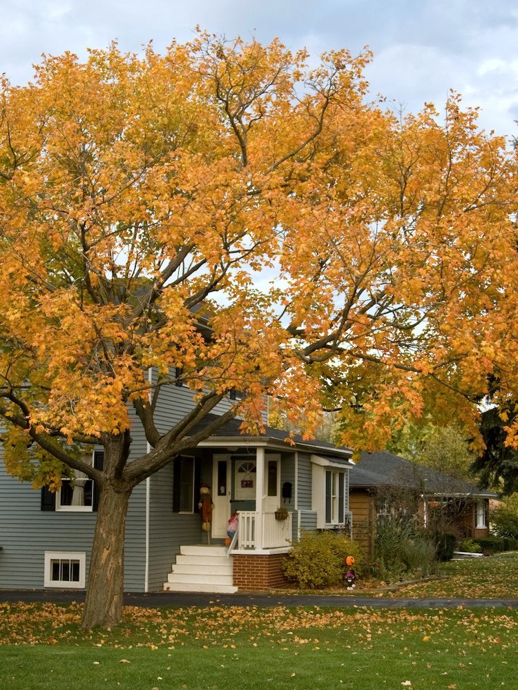 40 Tasks All Homeowners Should Finish Before the First Frost