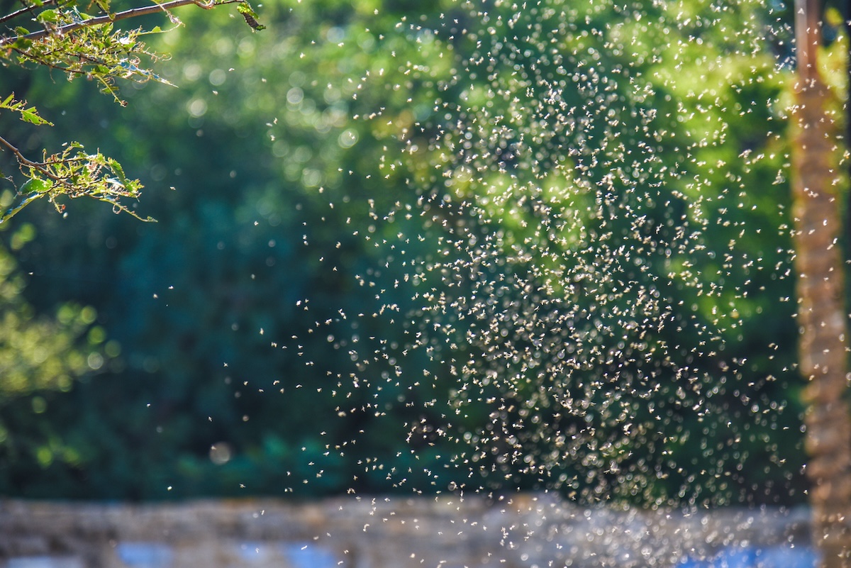 Mosquitoes flying in sunny park.