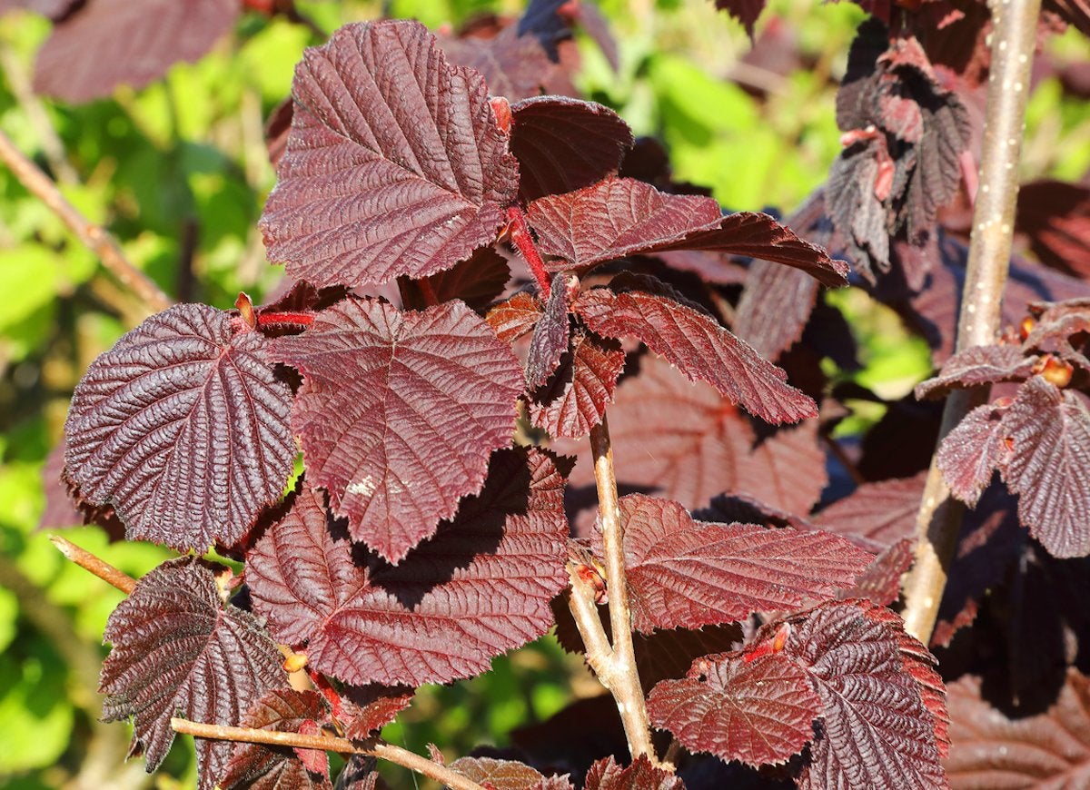 9 des meilleurs arbustes pour n'importe quel jardin