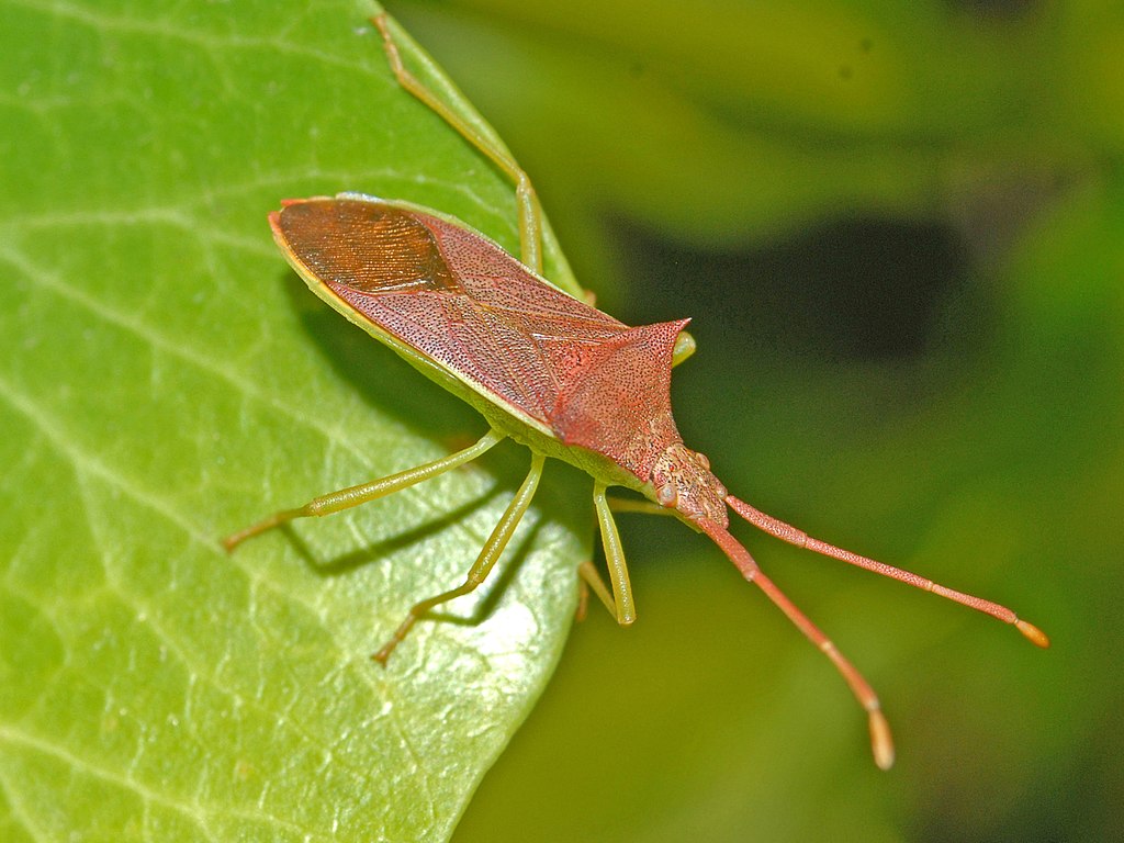 Coreidae - Gonocerus insidiator