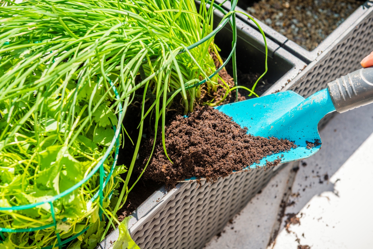 Using garden tool to add fertilizer.