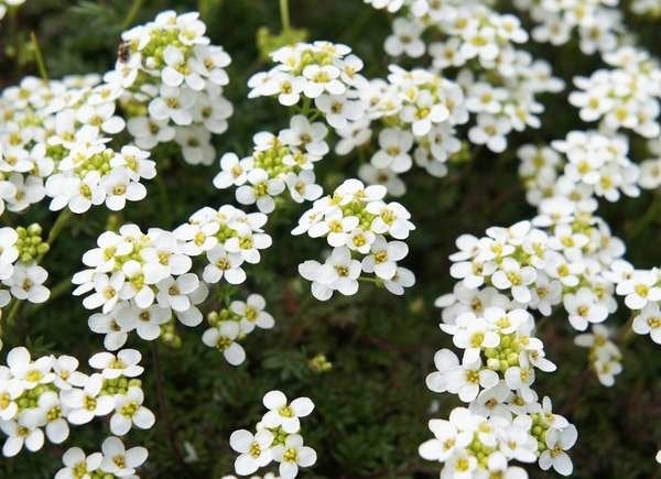 istock plants for hanging baskets Sweet-Alyssum