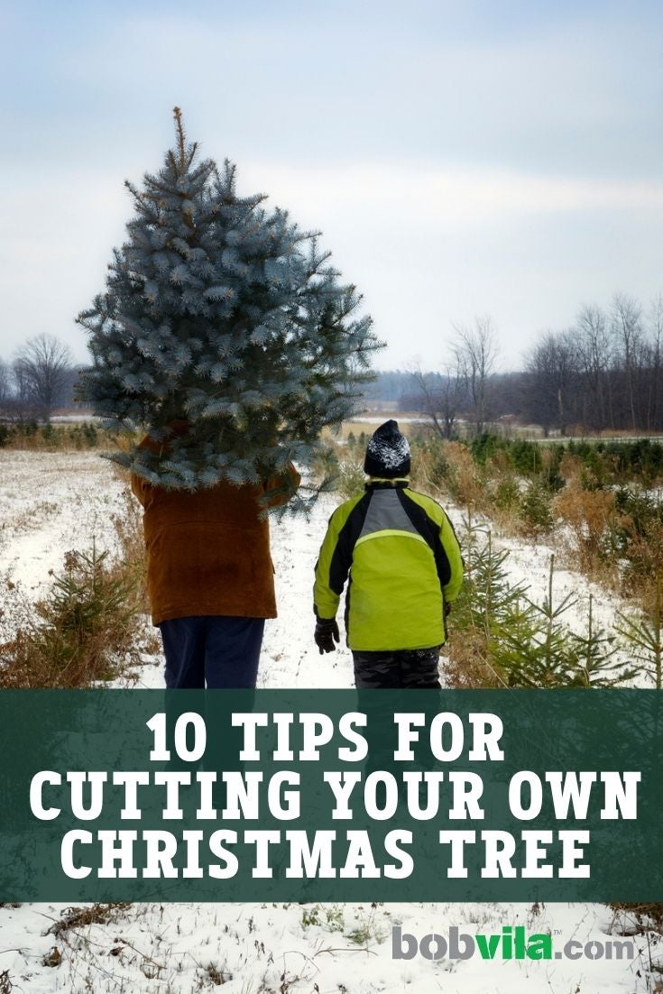 10 Things You Should Know Before You Cut Down Your Own Christmas Tree