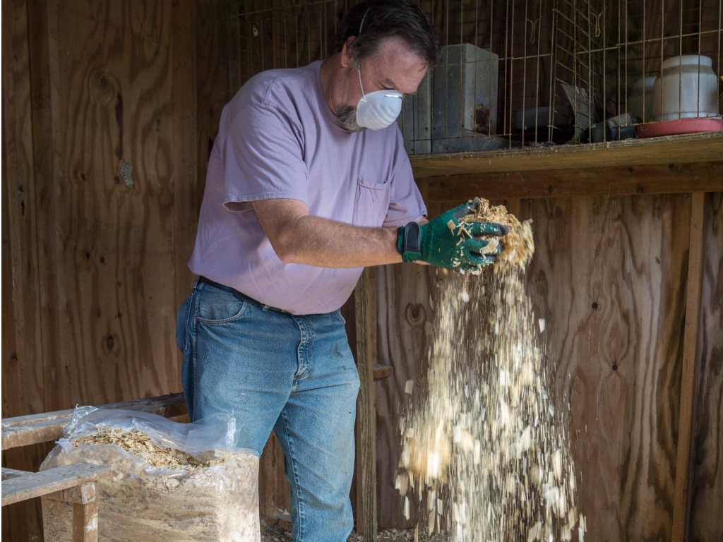 istock 495140852 egg prices raising chickens chicken-farmer-putting-new-shavings-down