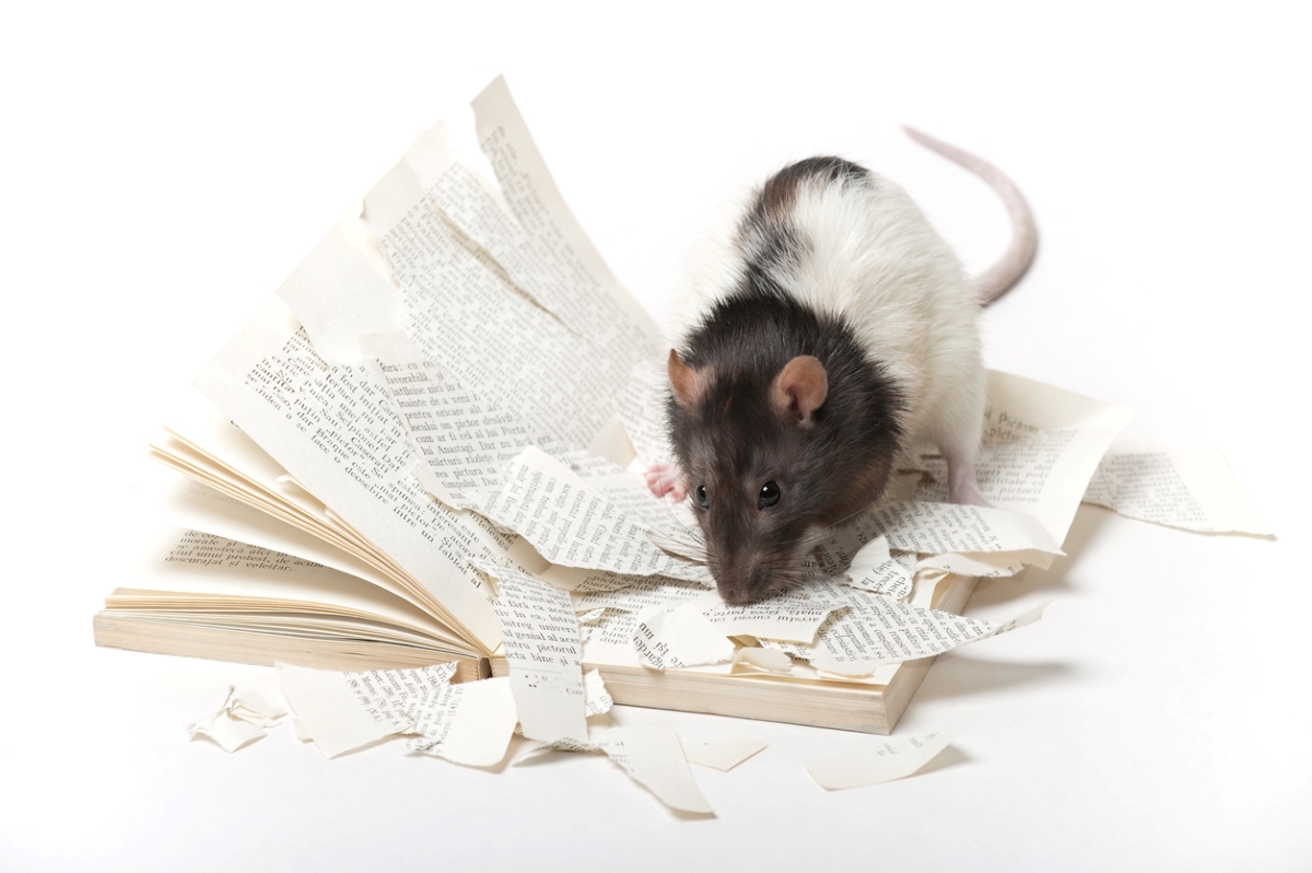 les façons dont les rats détruisent votre maison - les rats déchirent les pages d'un livre