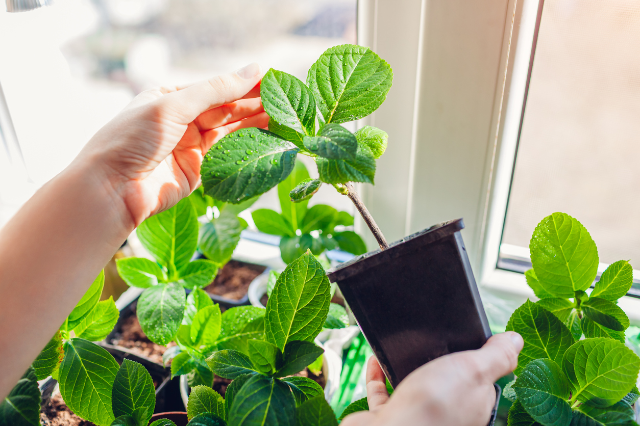 Hortensias nouvellement multipliés cultivés en intérieur