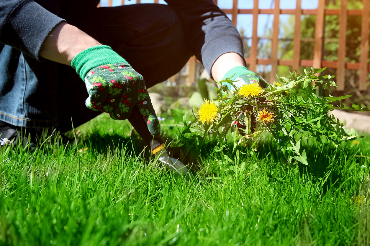 Man in green gloves pulls dandelions from green grass.