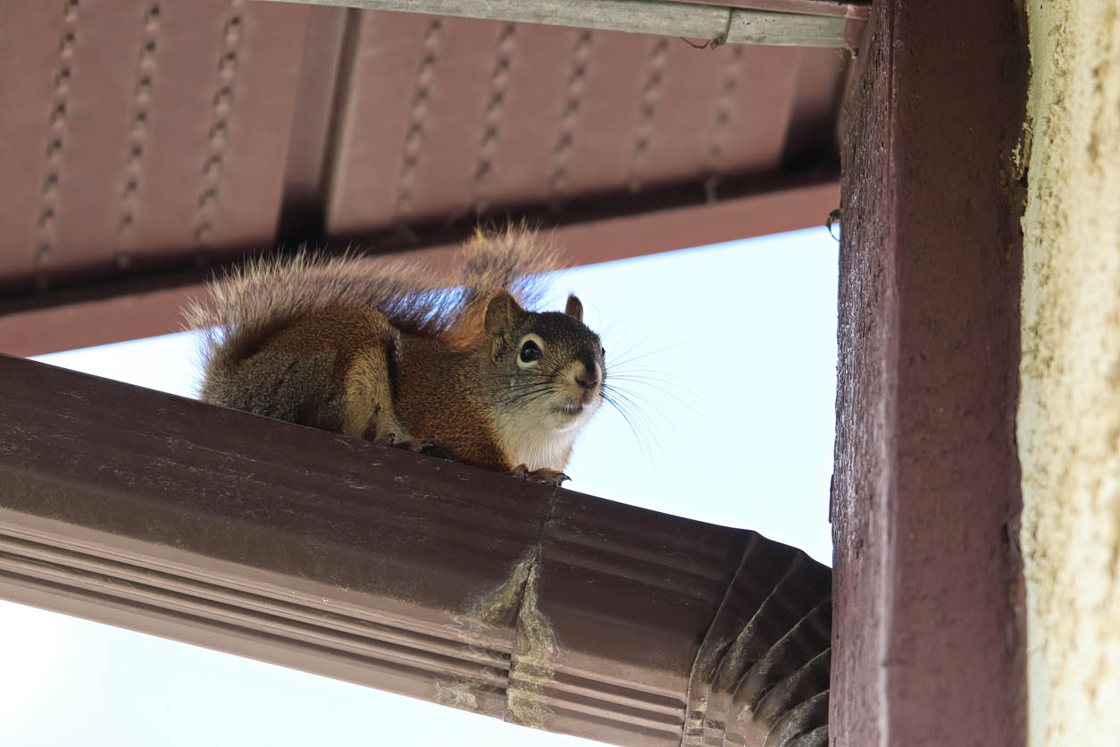 Squirrel Removal Cost