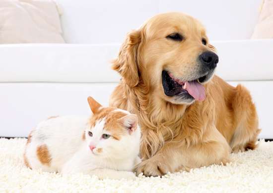 Cat and dog on carpet