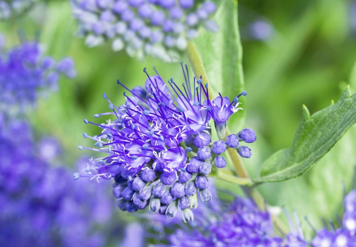 Close up of a blooming purple bluebeard flower.