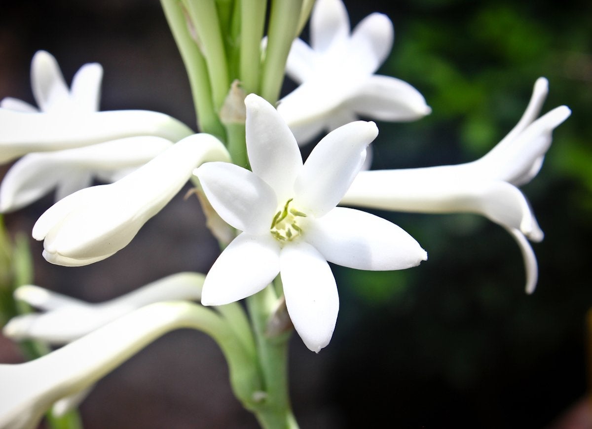 15 Fascinating Flowers That Bloom Only at Night