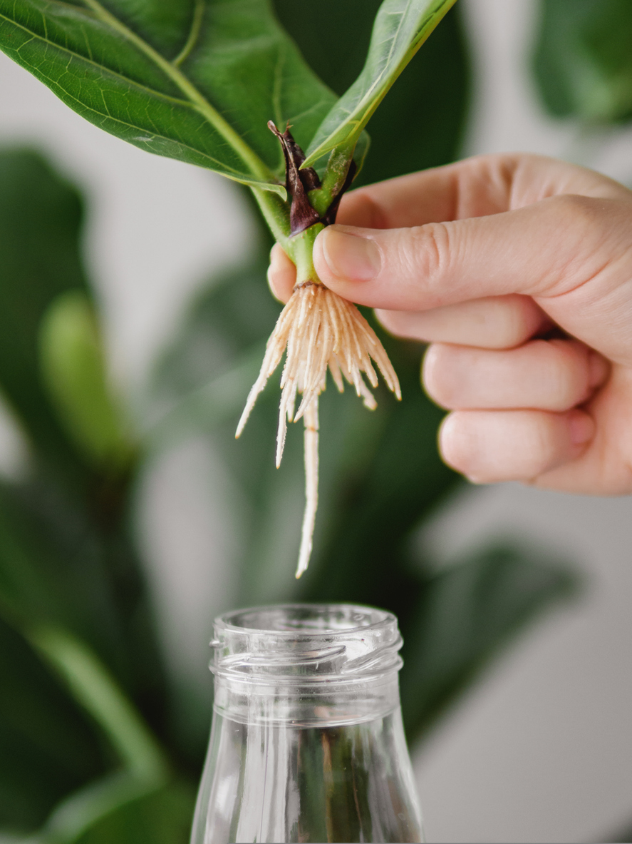 fiddle leaf fig propagated cutting growing roots