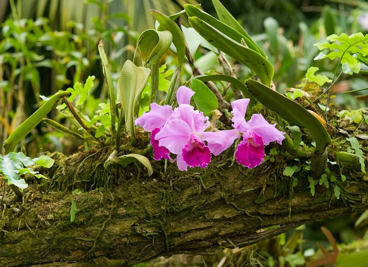 Voici à quoi ressemblent vos plantes d'intérieur préférées dans la nature