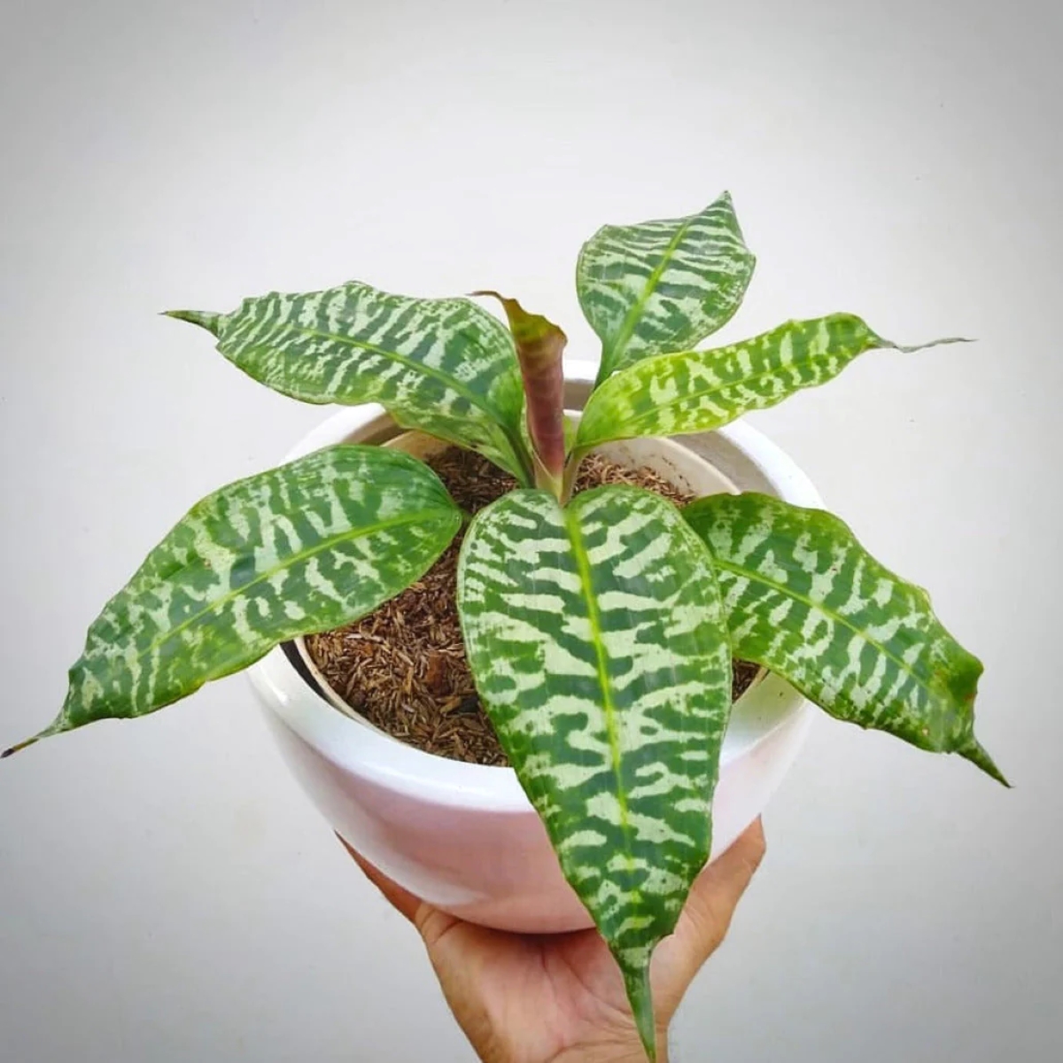 Plant vase held up by hand