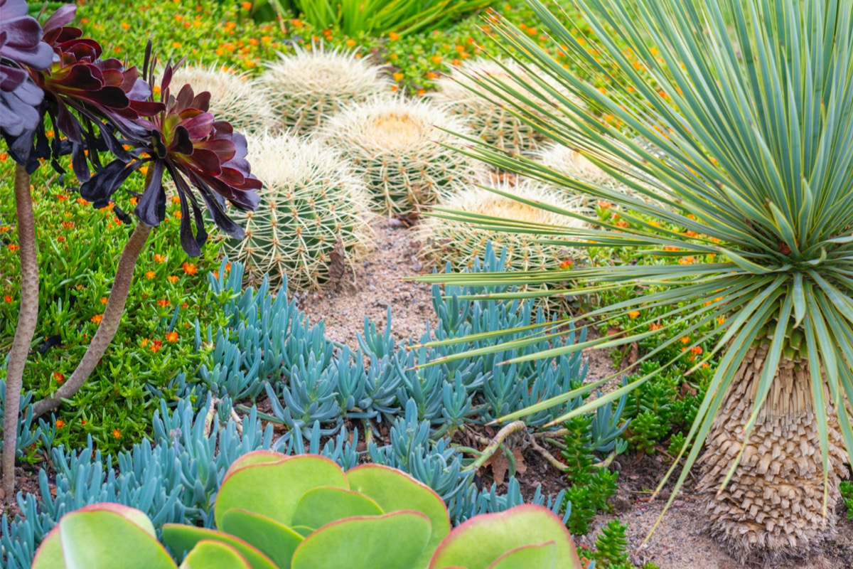 An outdoor flower bed filled with cacti and succulents. 