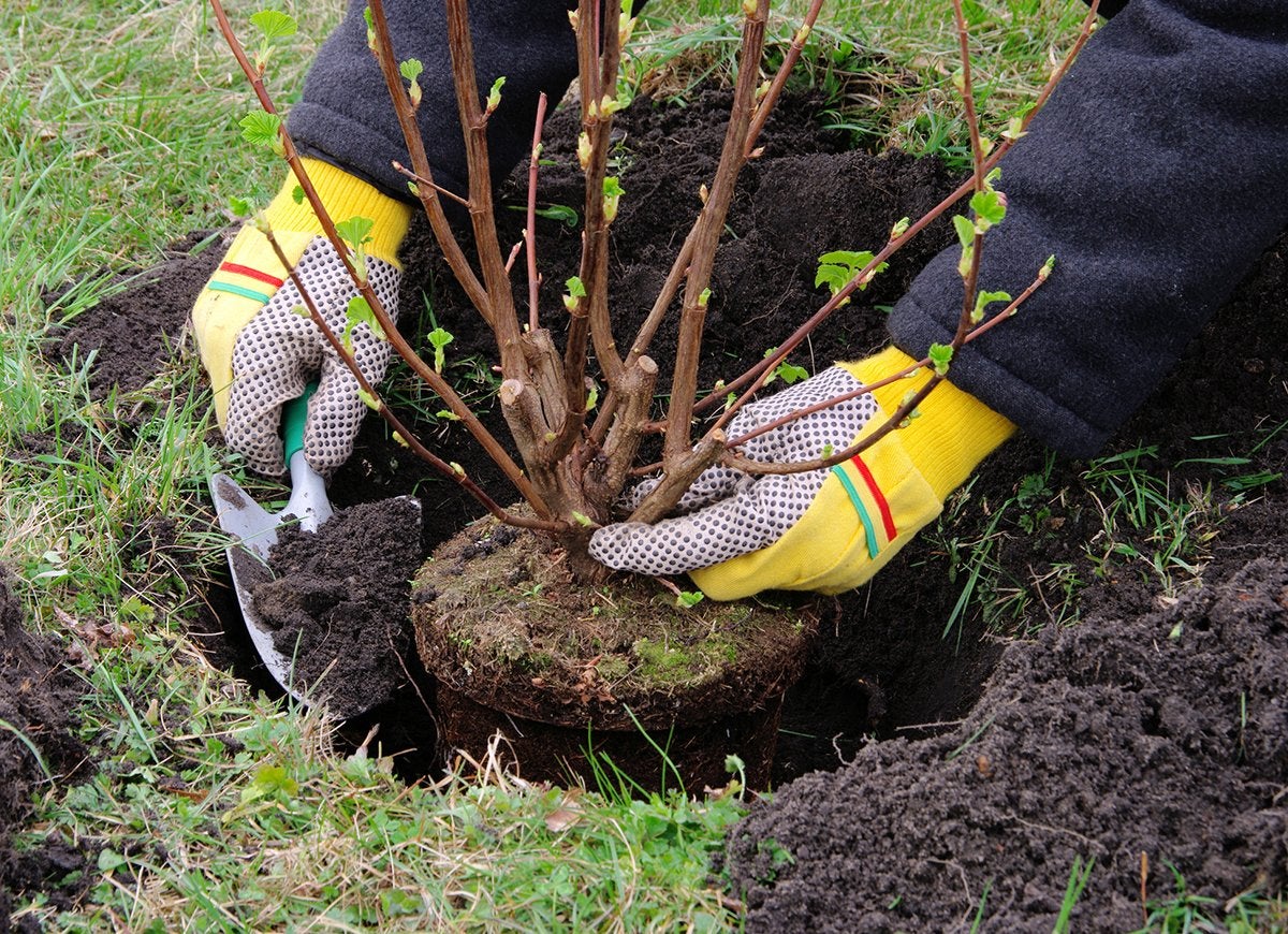 12 choses qu'un arboriste aimerait que vous sachiez