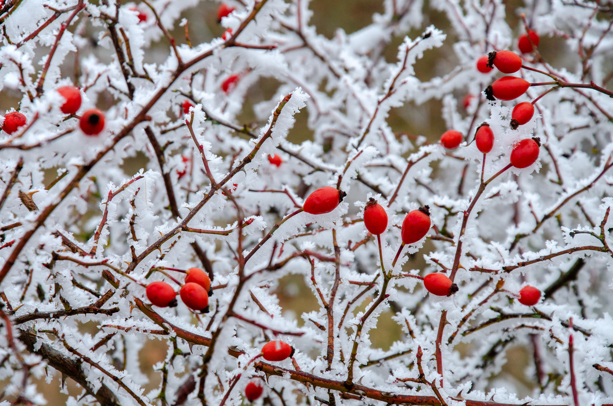 when to prune roses