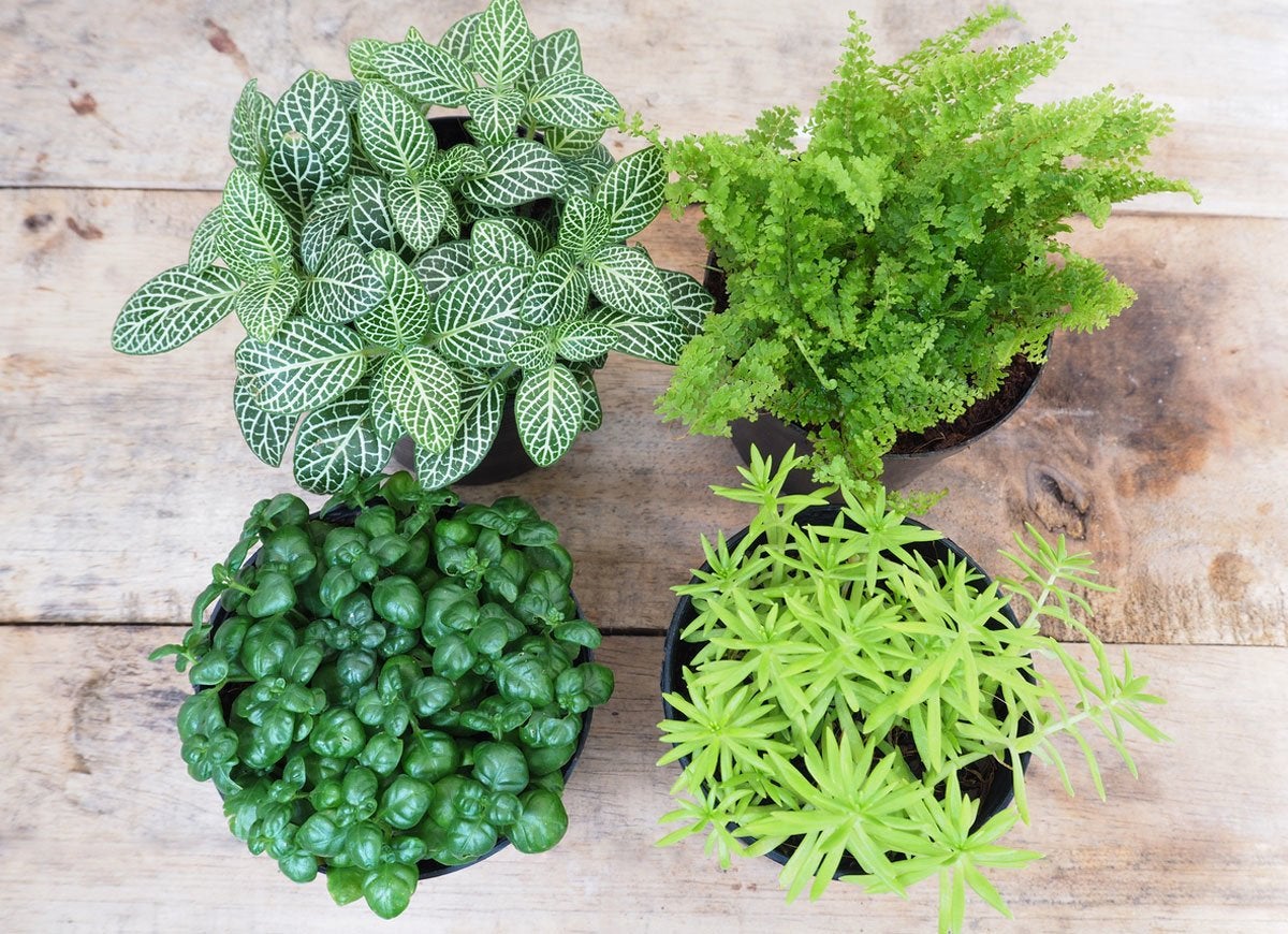 11 Reasons Your Houseplants Are Dying