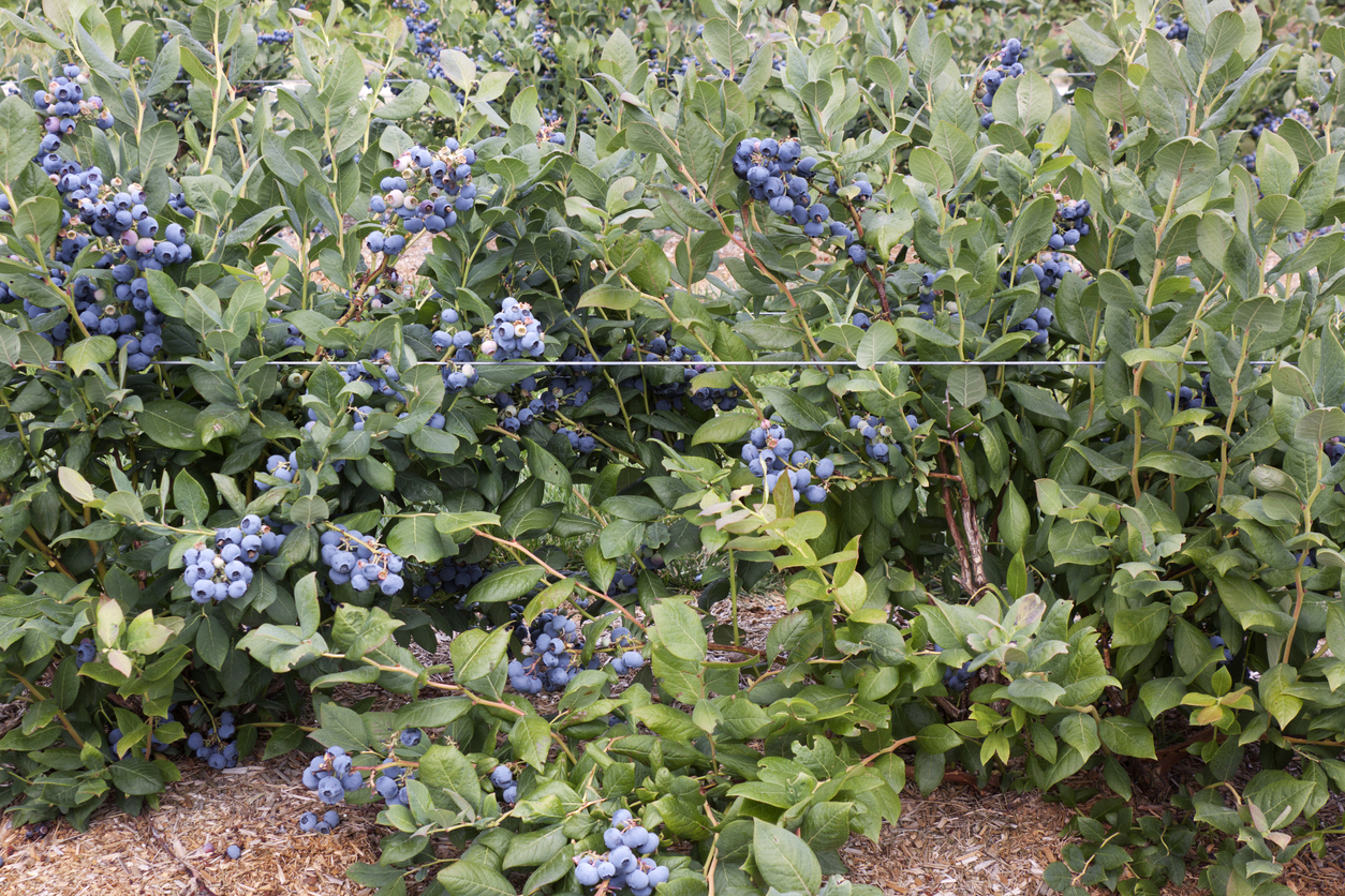 berry bushes