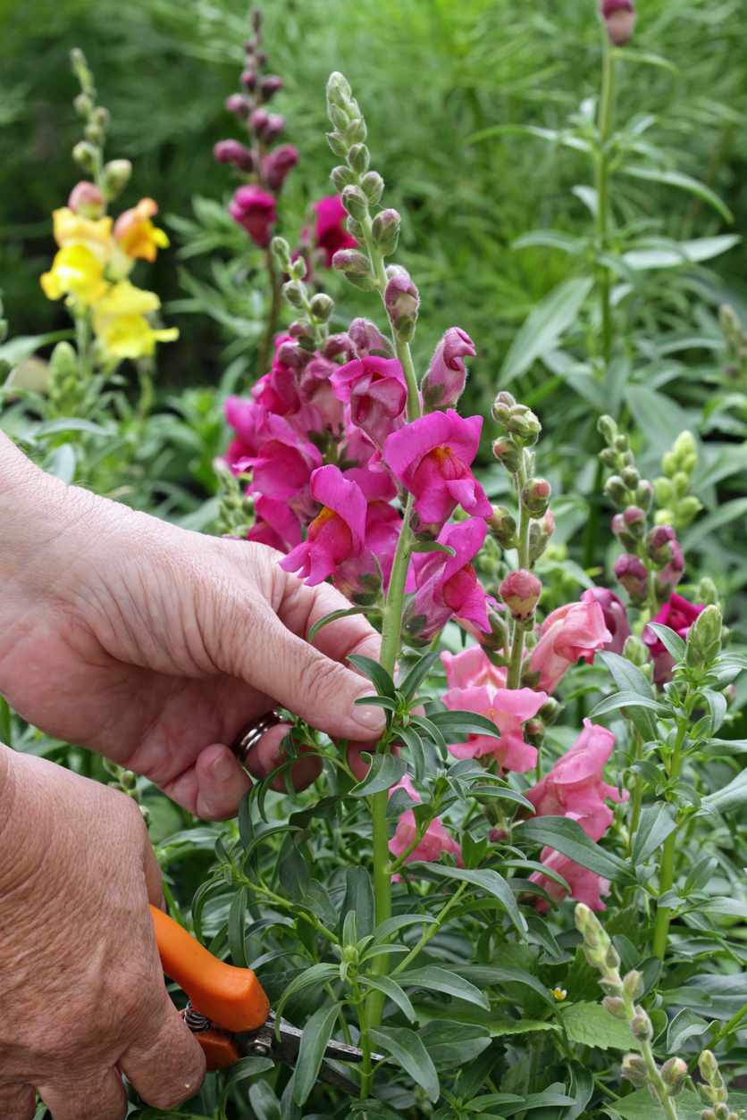 Woman's hand prunes a purple snapdragon plant.