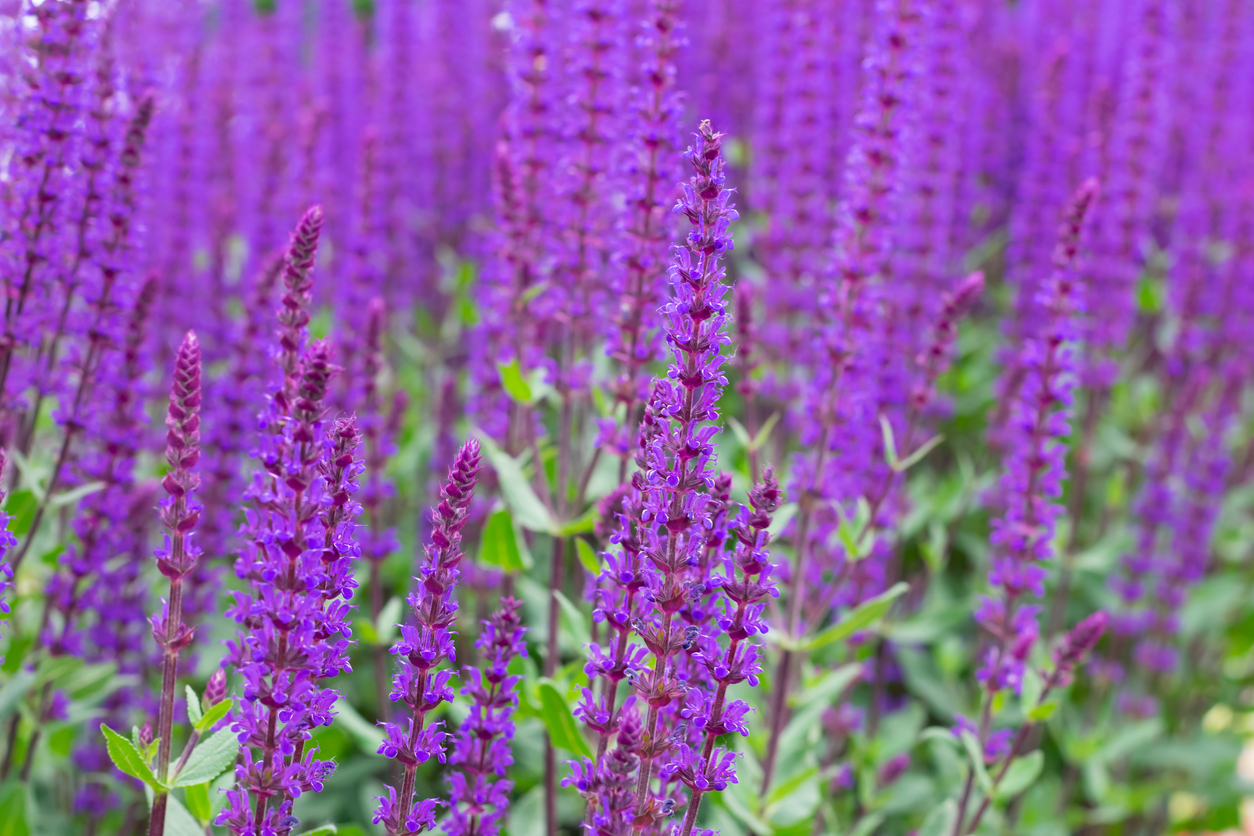 salvia care purple salvia nemorosa caradonna