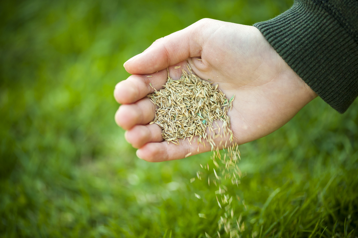 Grass seed spilling from the palm of someone's hand onto grass.