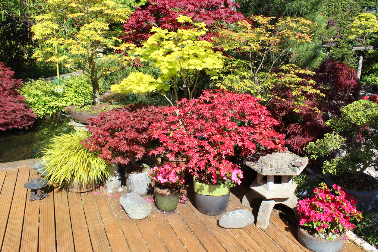 Image de petits acers / érables sur une terrasse dans le jardin arrière