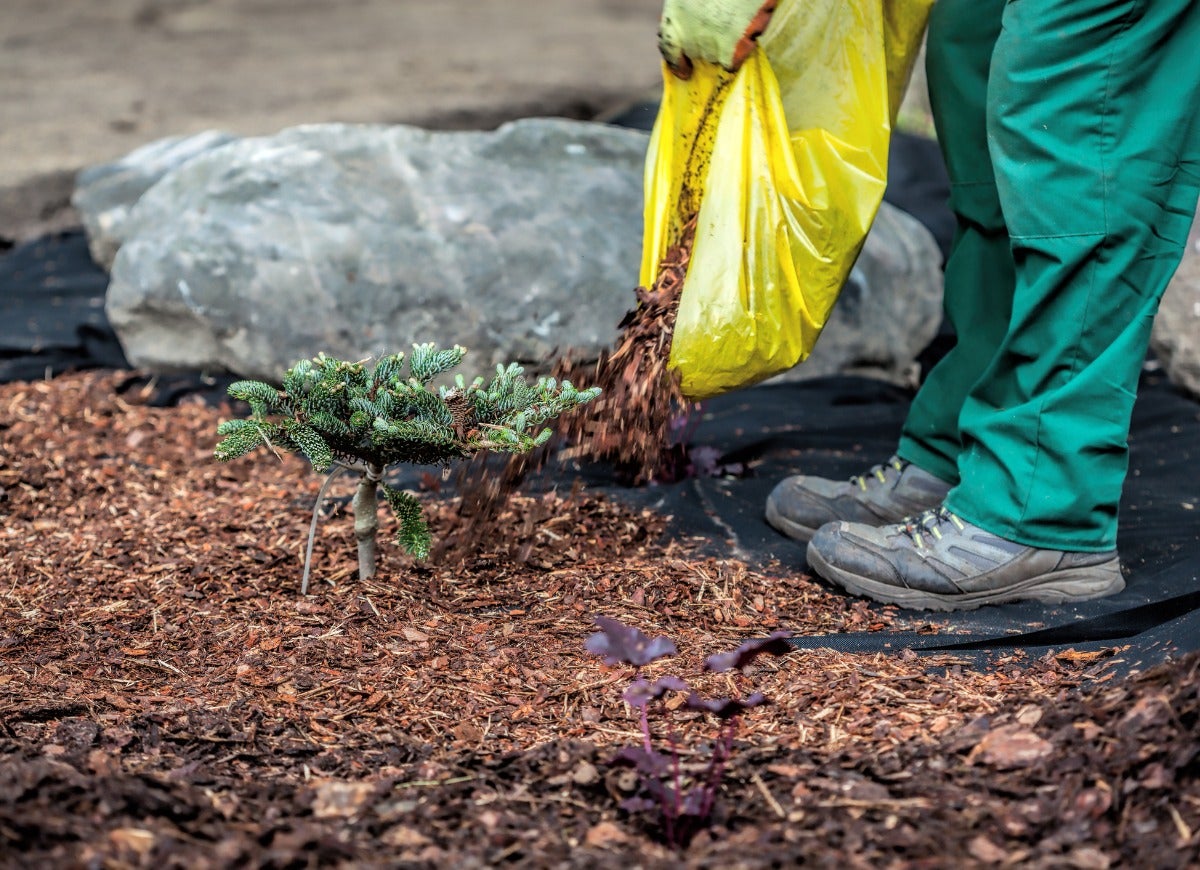 10 Ways Your Backyard Garden Can Combat Climate Change