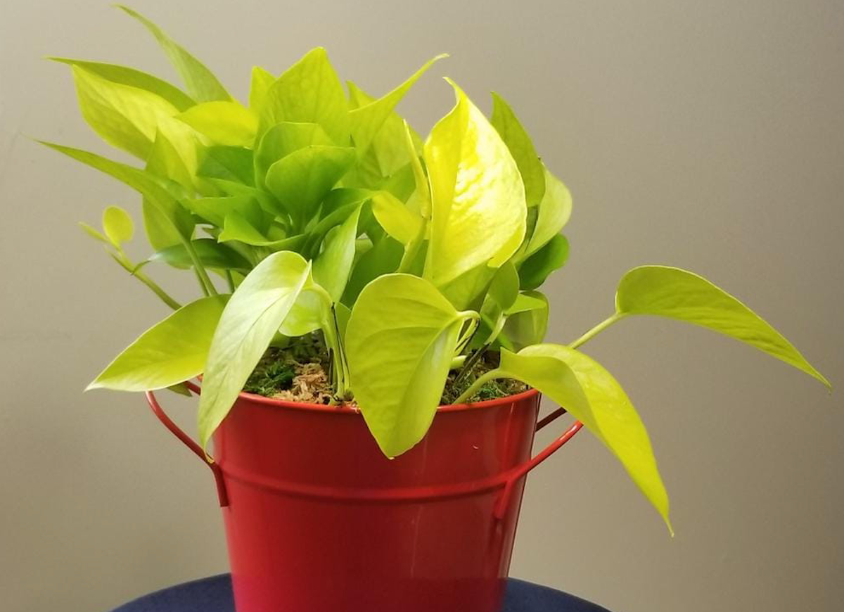 10 Pothos Varieties for Your Easy-Care Houseplant Collection