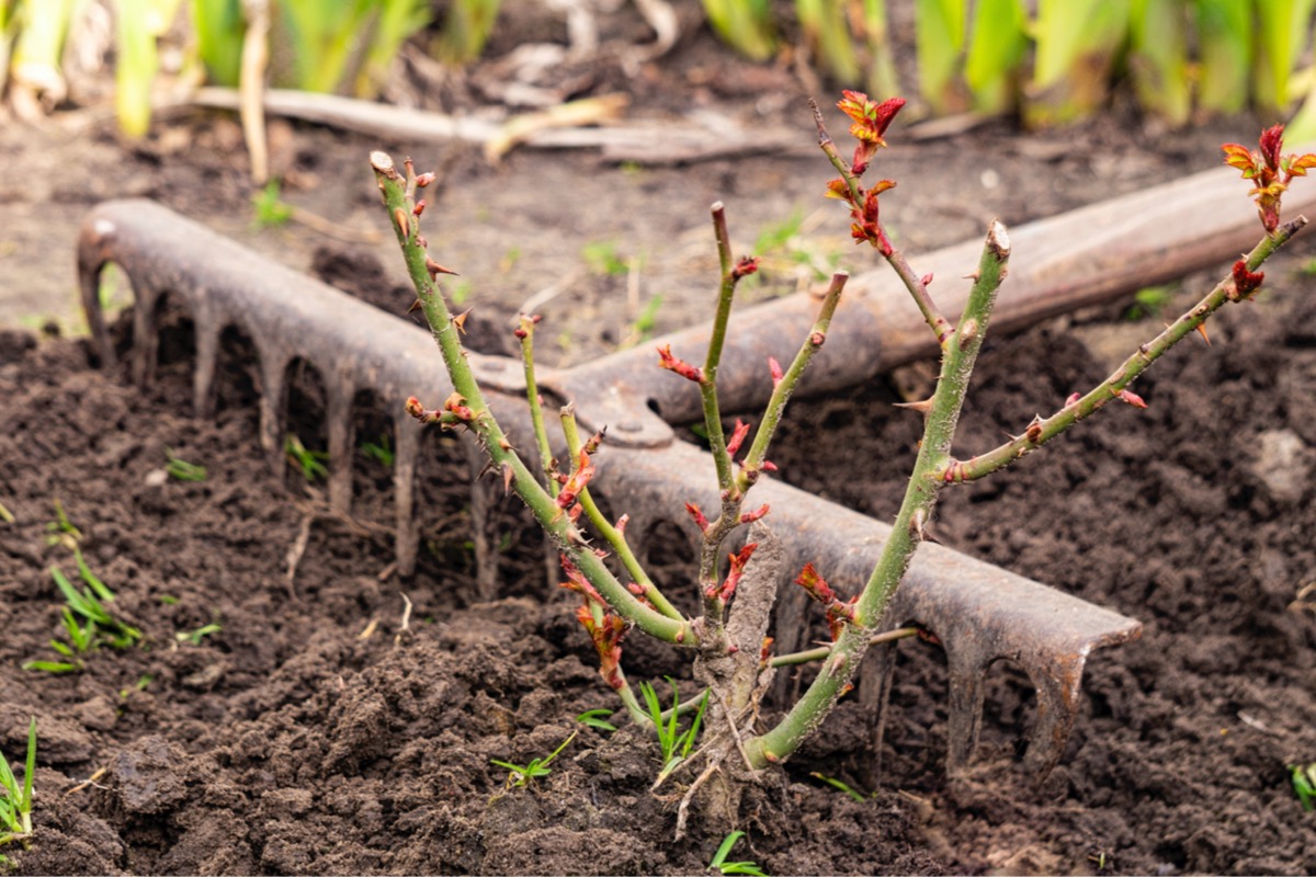 best time to plant roses